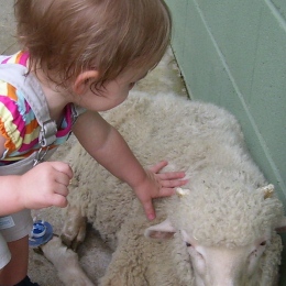 Sienna and a Sheep