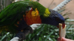 Sienna at Walk In Aviary Canberra
